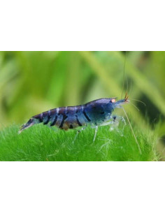 copia de CARIDINA BLACK FANCY TIGER