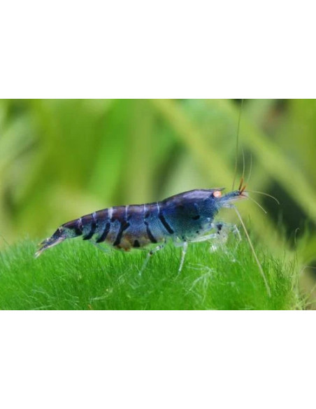 copy of CARIDINA BLACK FANCY TIGER