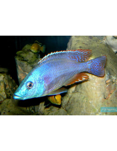 copy of DIMIDIOCHROMIS COMPRESSICEPS