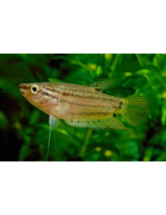 TRICHOPSIS VITTATUS