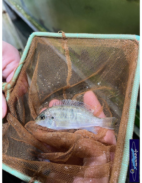 copy of copy of PSEUDOTROPHEUS CRABRO