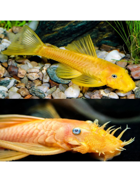 copia de ANCISTRUS SNOW WHITE black eyes