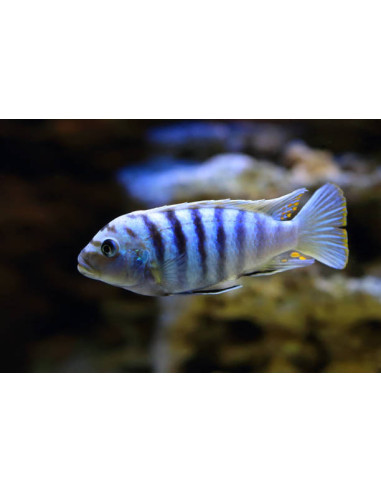 PSEUDOTROPHEUS SAULOSI