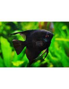PTEROPHYLLUM SCALARE BLACK