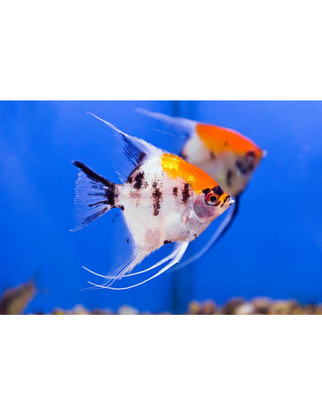 PTEROPHYLLUM SCALARE KOÏ
