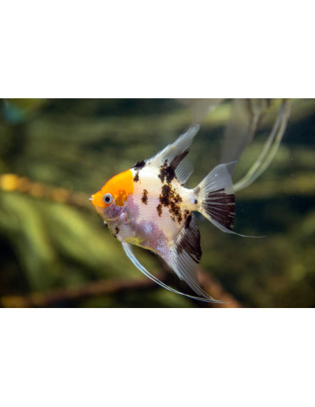 PTEROPHYLLUM SCALARE KOÏ