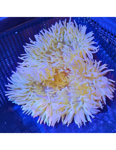 HETERACTIS MALU YELLOW
