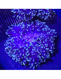 HETERACTIS MAGNIFICA XL
