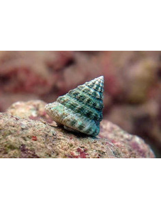 Tectus fenestratus
