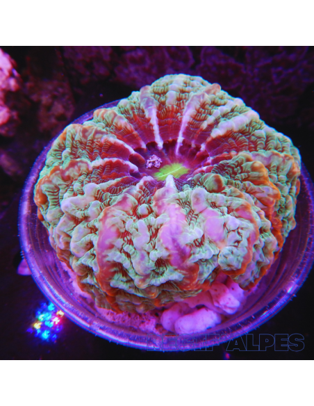 Acanthophyllia