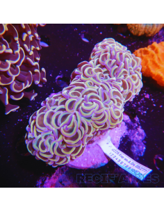 copia de copia de copia de EUPHYLLIA ANCORA ULTRA