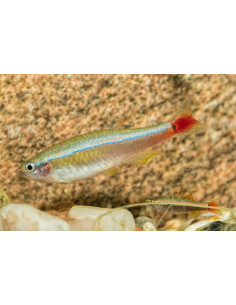 TANICHTHYS ALBONUBES GOLD