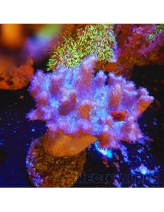 LOBOPHYTUM SPP