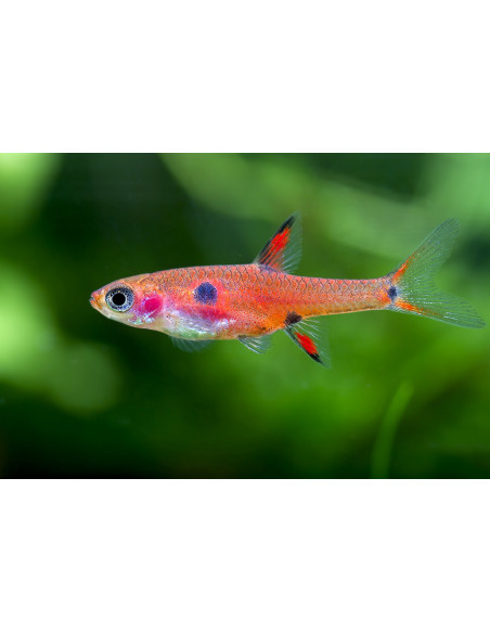 Boraras maculatus – Rasboars Pygmé 1-1,5cm