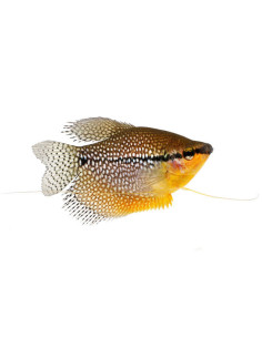 TRICHOGASTER LEERI