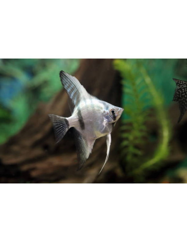 PTEROPHYLLUM SCALARE AMAZONE BLUE S