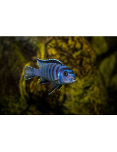 PSEUDOTROPHEUS SAULOSI