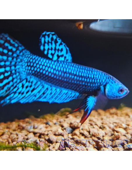 copy of copy of copy of copy of copy of copy of BETTA SPLENDENS MALE CROWNTAIL 11