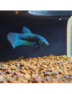 copy of copy of copy of copy of copy of copy of BETTA SPLENDENS MALE CROWNTAIL 11