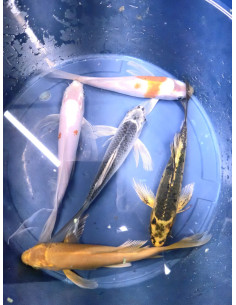 CYPRINUS CARPIO - CARPE KOÏ TOSAI LONG FIN 12-15 CM