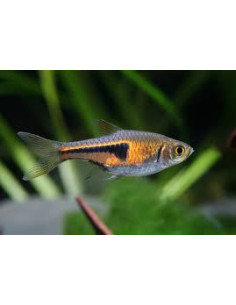 copy of RASBORA HETEROPMORPHA