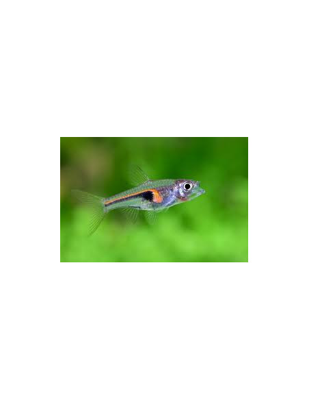 copy of copy of RASBORA HETEROPMORPHA