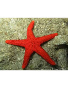 FROMIA MILLEPORA