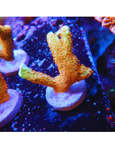 copia de Montipora Digitata orange