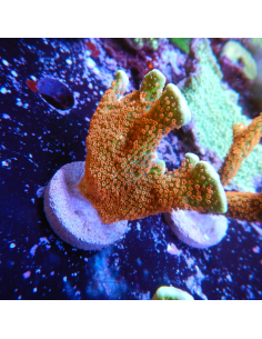 copia de Montipora Digitata orange