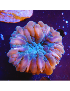 Cynarina lacrymalis