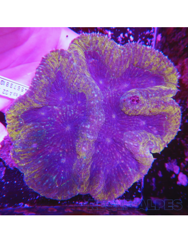 Lobophyllia spp