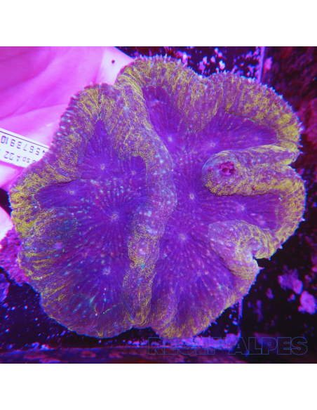 Lobophyllia spp