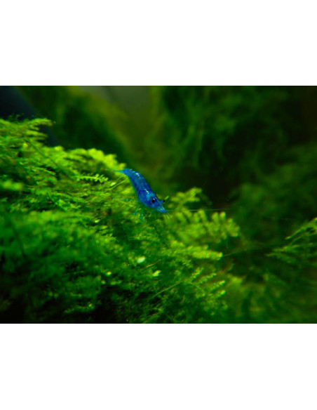 NEOCARIDINA DAVIDI ELECTRIC BLUE