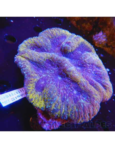Lobophyllia spp