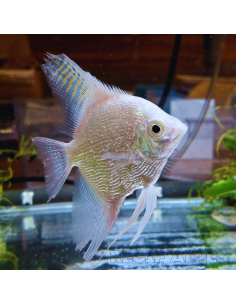 Pterophyllum Scalare Diamant