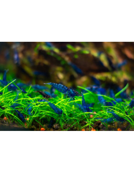 NEOCARIDINA DAVIDI ELECTRIC BLUE