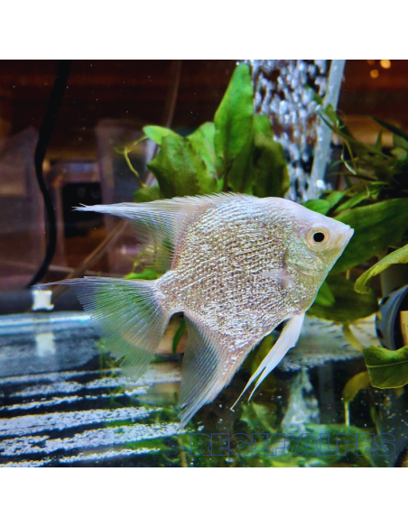 copia de PTEROPHYLLUM SCALARE PLATINUM SILVER