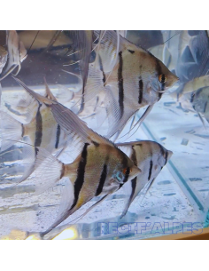 PTEROPHYLLUM SCALARE Rio Momon F1