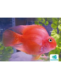 CICHLASOMA HYBRID BLOOD PARROT