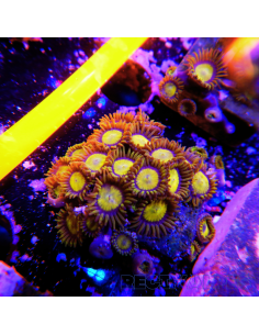 Zoanthus King Midas