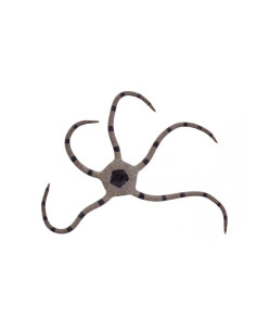 OPHIOLEPIS SUPERBA