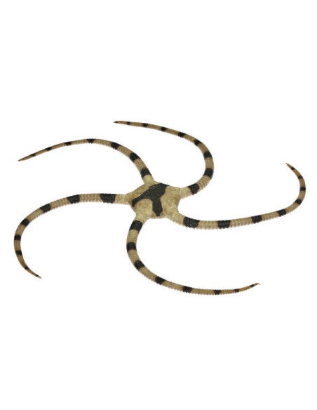 OPHIOLEPIS SUPERBA