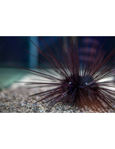 DIADEMA SAVIGNYI