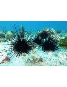 DIADEMA SAVIGNYI
