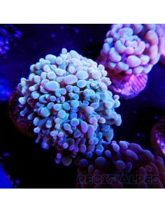 copia de copia de copia de EUPHYLLIA PARANCORA GOLD