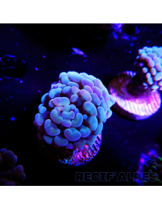 EUPHYLLIA PARANCORA (1h) n°2