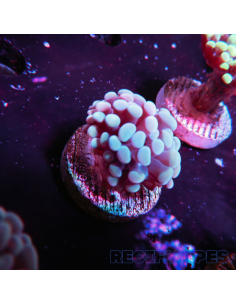 EUPHYLLIA PARANCORA (1h) n°4
