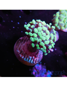EUPHYLLIA PARANCORA (1h) n°5