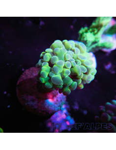 EUPHYLLIA PARANCORA (1h) n°6