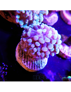 EUPHYLLIA PARANCORA (1h) n°7